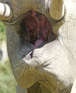 Blick in einen Elefantenrachen
